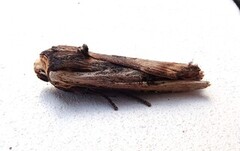 Svartkantkvistfly (Xylena vetusta)