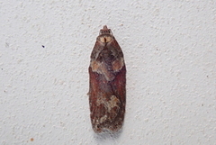 Seljeflatvikler (Acleris hastiana)