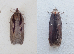 Seljeflatvikler (Acleris hastiana)
