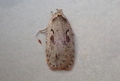Agonopterix ocellana