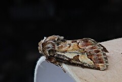 Furufly (Panolis flammea)