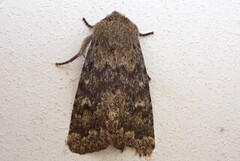 Tempelfly (Dasypolia templi)