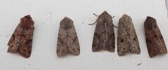 Variabelt seljefly (Orthosia incerta)