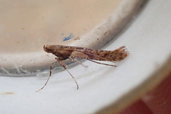 Caloptilia falconipennella