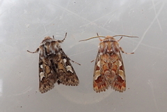 Furufly (Panolis flammea)
