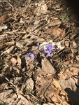 Blåveis (Hepatica nobilis)