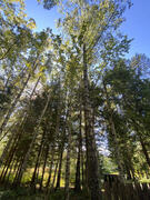 Bjørk (Betula pubescens)