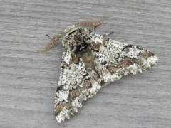 Oak Beauty (Biston strataria)