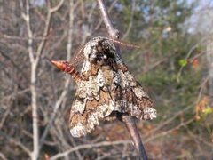 Oak Beauty (Biston strataria)