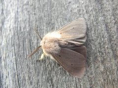 Muslin Moth (Diaphora mendica)