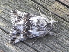 Toadflax Brocade (Calophasia lunula)