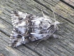 Torskemunnfly (Calophasia lunula)