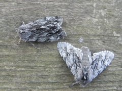 Rannoch Sprawler (Brachionycha nubeculosa)