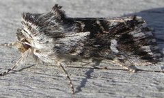 Torskemunnfly (Calophasia lunula)