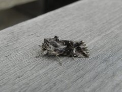 Toadflax Brocade (Calophasia lunula)