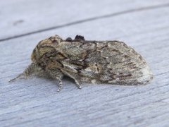 Great Prominent (Peridea anceps)