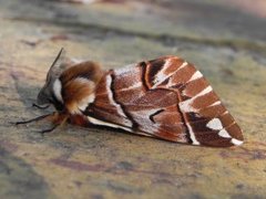 Vårspinner (Endromis versicolora)