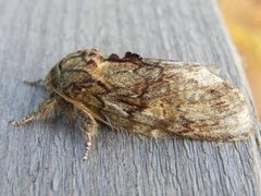 Great Prominent (Peridea anceps)