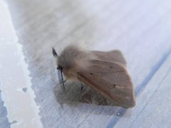Muslin Moth (Diaphora mendica)
