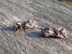 Toadflax Brocade (Calophasia lunula)