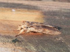 Brunt kappefly (Lithophane socia)