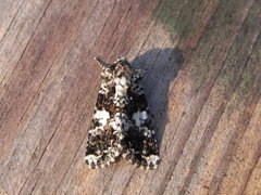 Marbled Coronet (Hadena confusa)