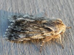 Rannoch Sprawler (Brachionycha nubeculosa)