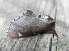 Brun vårtannspinner (Odontosia carmelita)