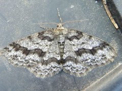 Ringed Carpet (Cleora cinctaria)