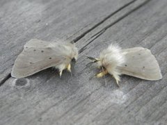 Muslin Moth (Diaphora mendica)