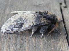 Three-humped Prominent (Notodonta tritophus)