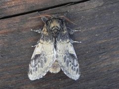 Three-humped Prominent (Notodonta tritophus)