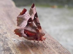 Praktmånemåler (Selenia tetralunaria)