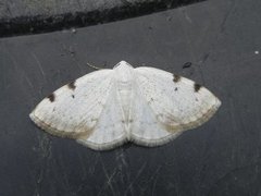 White-pinion Spotted (Lomographa bimaculata)
