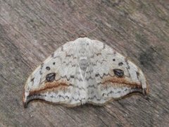 Pebble Hook-tip (Drepana falcataria)