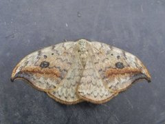 Pebble Hook-tip (Drepana falcataria)