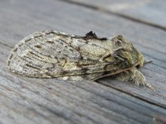 Great Prominent (Peridea anceps)