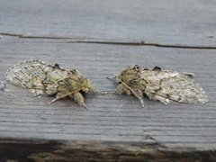Great Prominent (Peridea anceps)