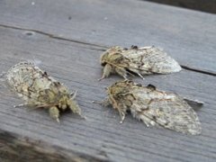 Great Prominent (Peridea anceps)