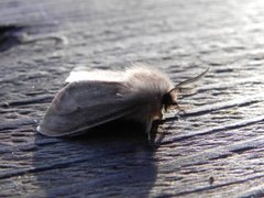 Muslin Moth (Diaphora mendica)