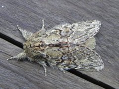 Great Prominent (Peridea anceps)