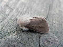 Muslin Moth (Diaphora mendica)
