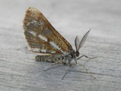 Bordered White (Bupalus piniaria)