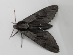 Pine Hawk-moth (Sphinx pinastri)