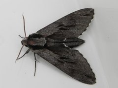 Furusvermer (Sphinx pinastri)