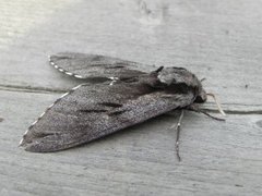 Pine Hawk-moth (Sphinx pinastri)