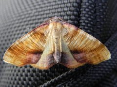 Scorched Wing (Plagodis dolabraria)