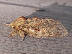 Great Prominent (Peridea anceps)