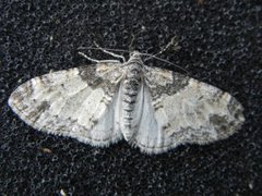 The Seraphim (Lobophora halterata)