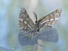 Bordered White (Bupalus piniaria)